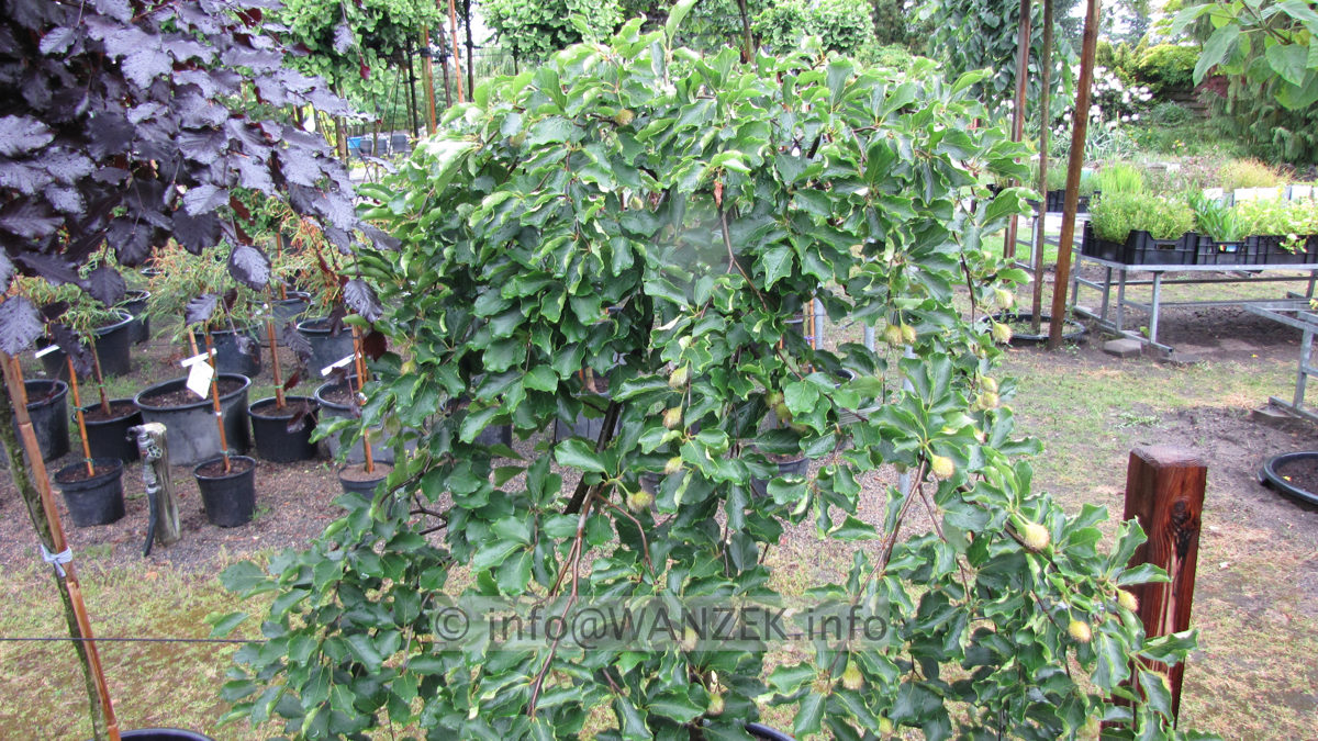 Fagus sylvatica Tortuosa (Suentelensis).JPG